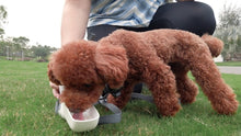 Load image into Gallery viewer, GoGoLeash 4 in 1 Smart Dog Leash (Ready Stock) - Searching C Malaysia