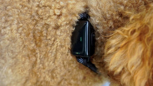 GoGoLeash 4 in 1 Smart Dog Leash (Ready Stock) - Searching C Malaysia